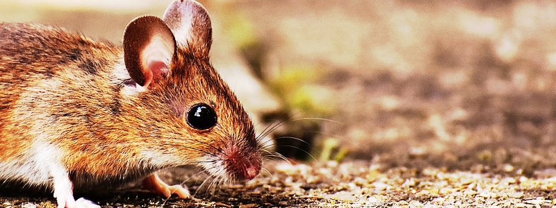 Get Rid Of Mice In The Garage, Attic, Wherever They've Infested