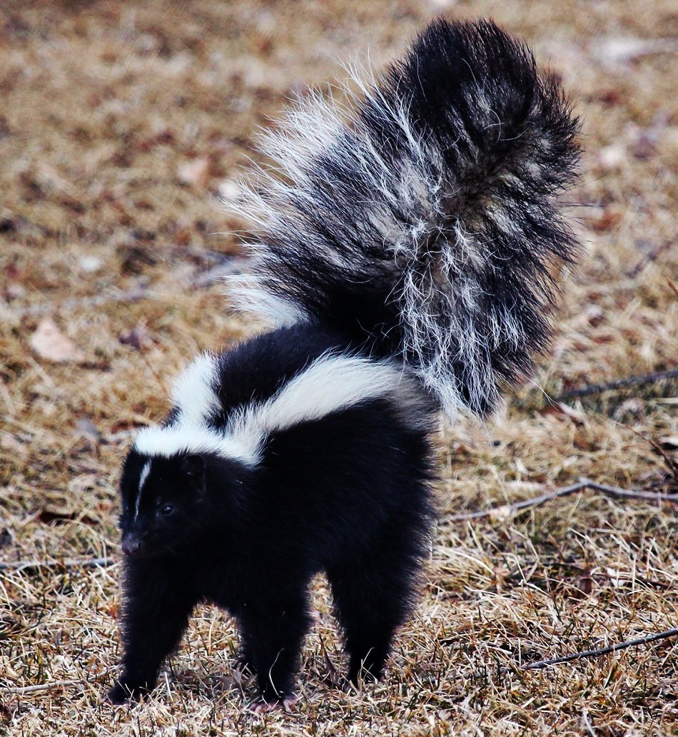 skunk spraying someone