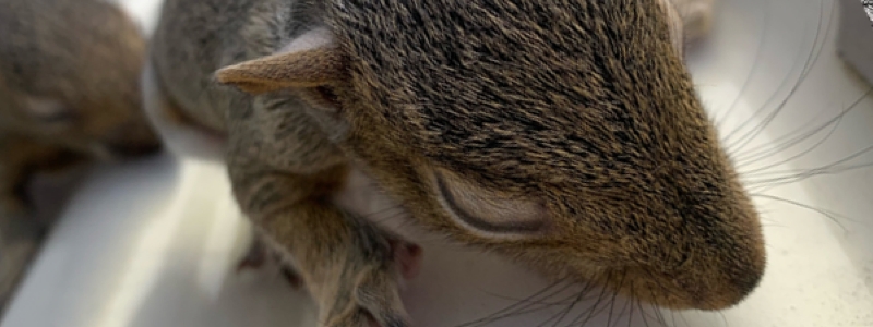 Kitchener Wildlife Removal: Do Rats Live in Hot Attics?