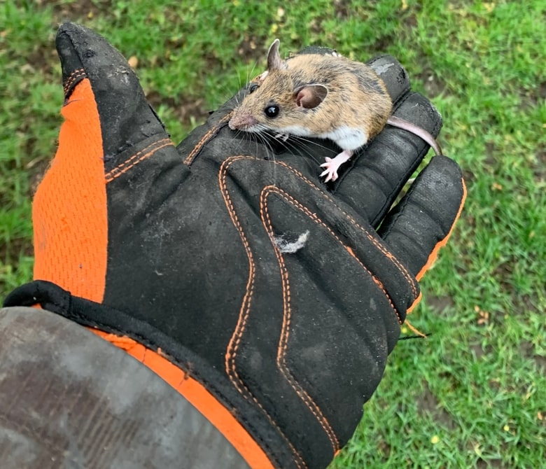 Mouse removed and released